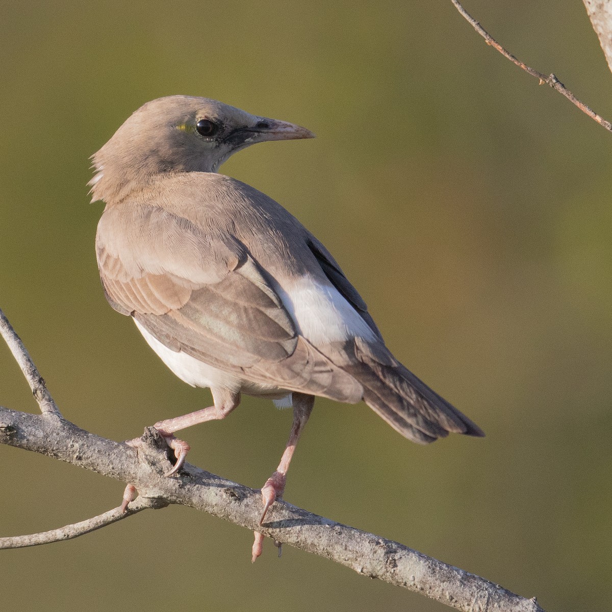 Wattled Starling - ML611969253