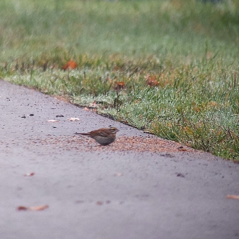 Yellow-browed Bunting - ML611969283