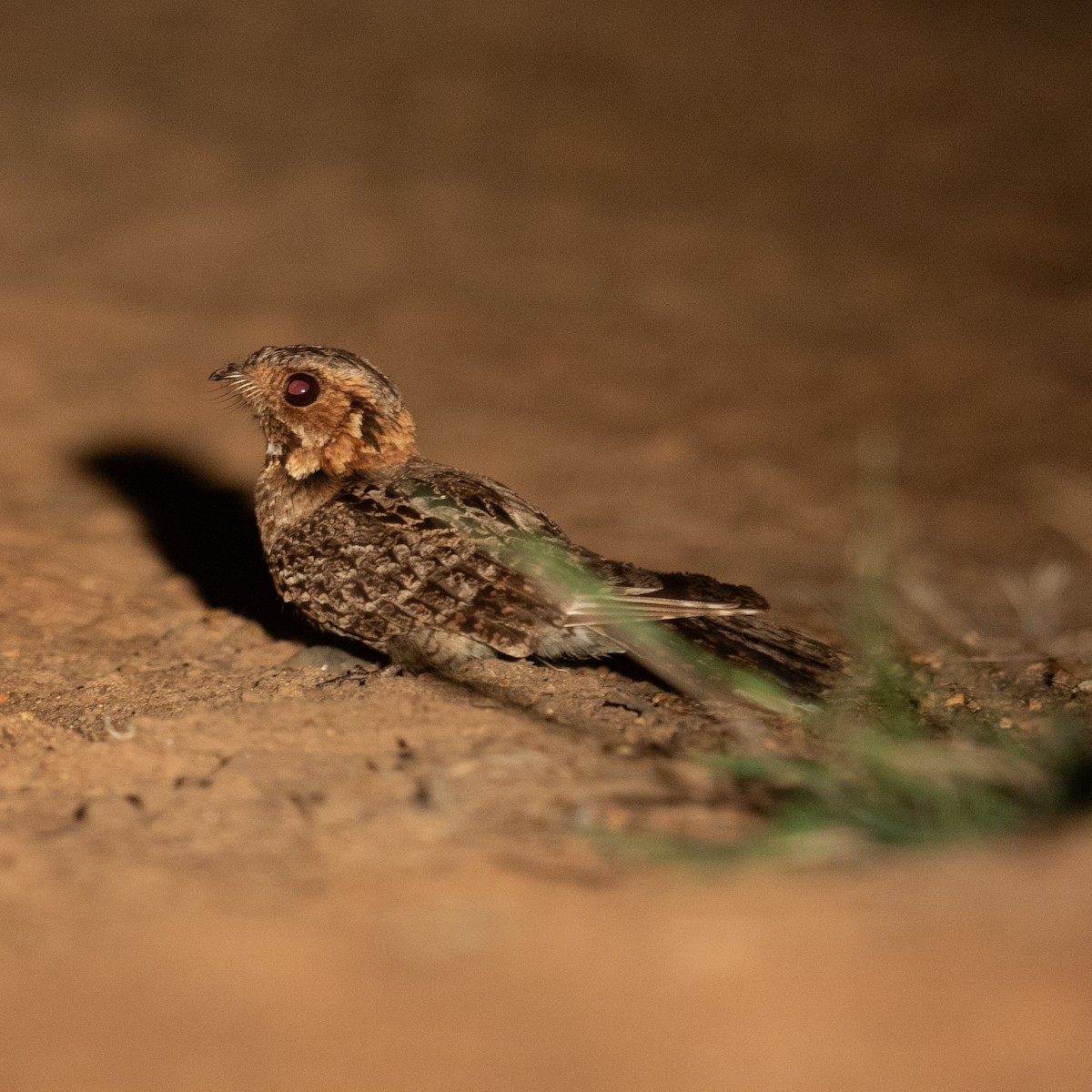 Fiery-necked Nightjar - ML611969302