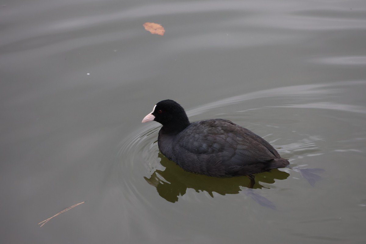 Eurasian Coot - Anonymous