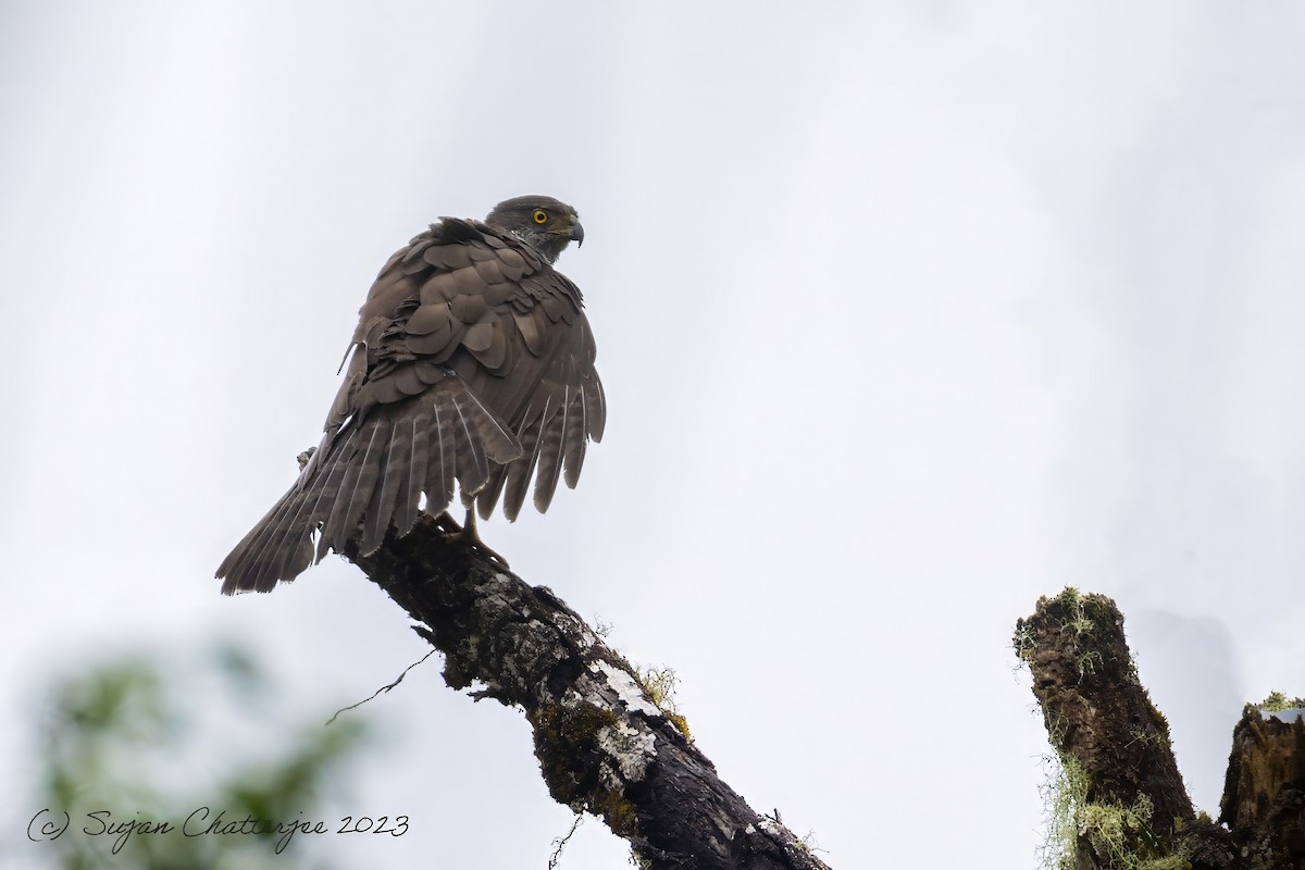 Henst's Goshawk - Sujan Chatterjee