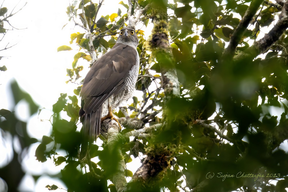 Henst's Goshawk - ML611969356