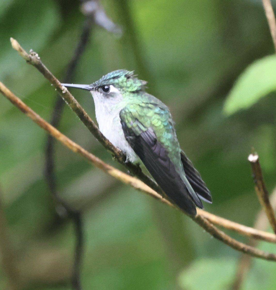 Violet-headed Hummingbird - Debbie Crowley