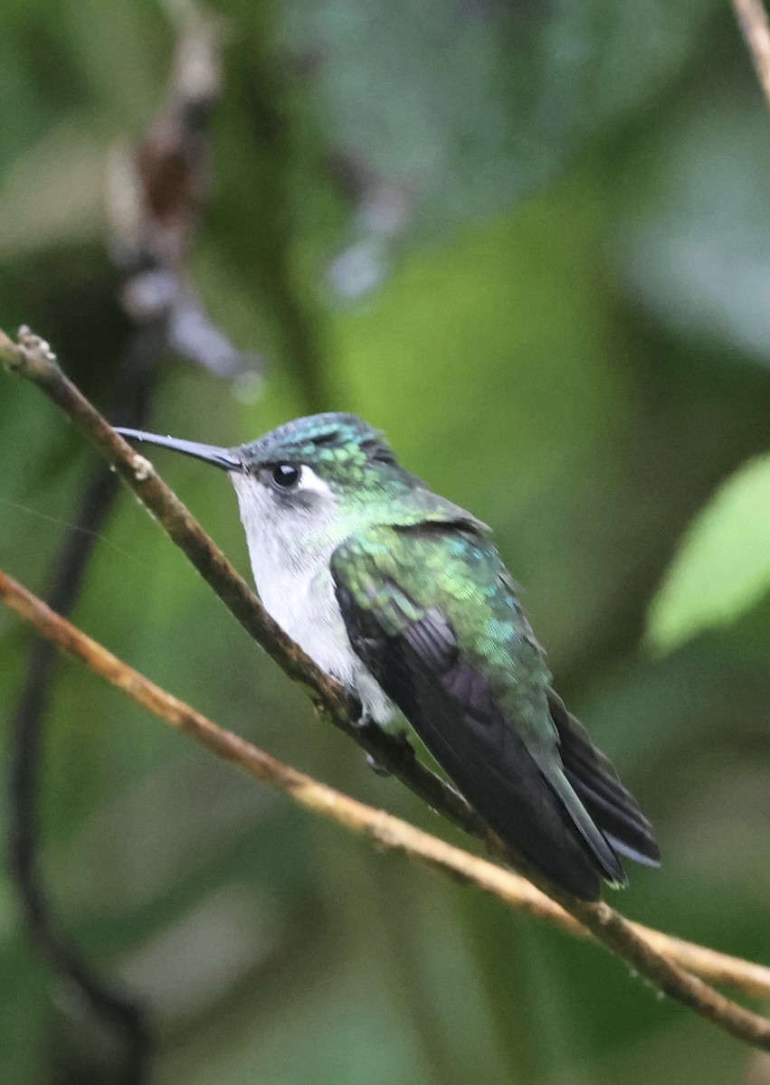 Violet-headed Hummingbird - Debbie Crowley