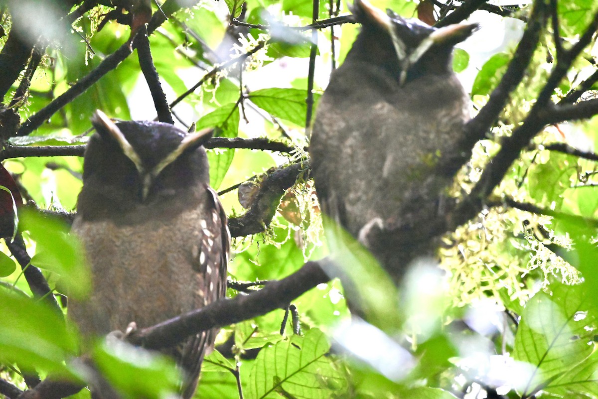 Crested Owl - ML611969456