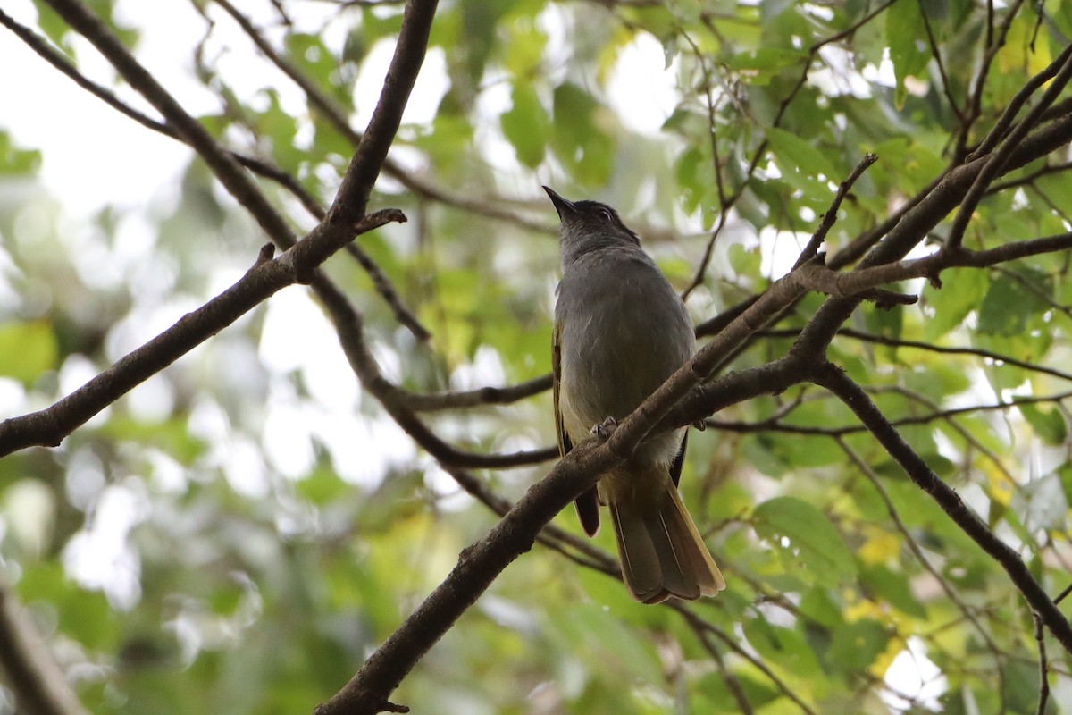 Eastern Mountain Greenbul (Mountain) - ML611969518