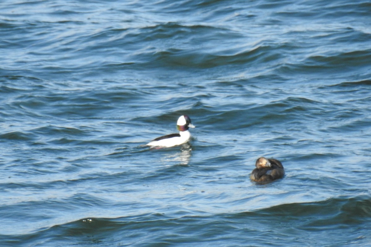 Bufflehead - ML611969580