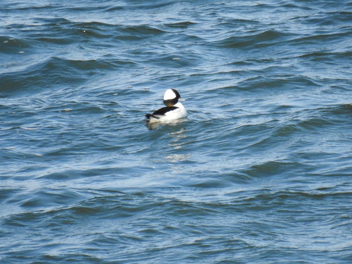 Bufflehead - ML611969581