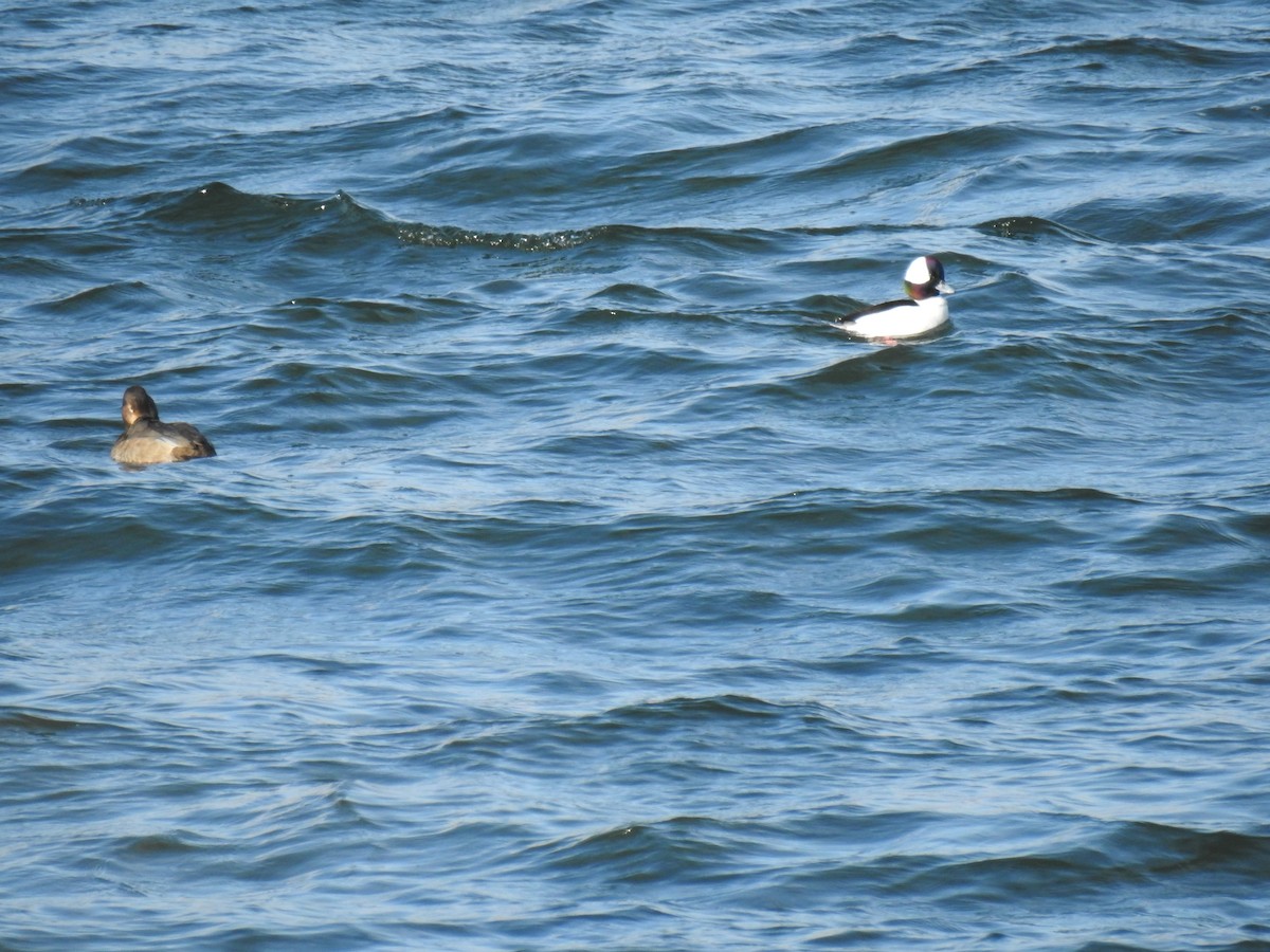 Bufflehead - ML611969583