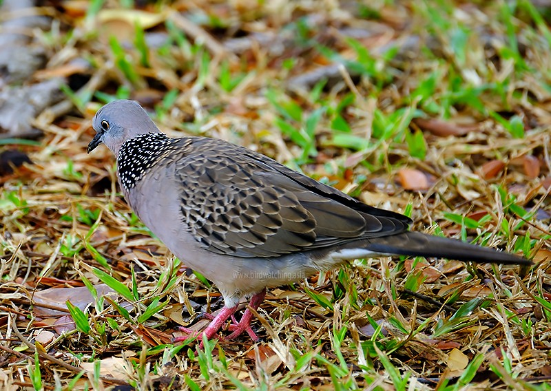 Spotted Dove - ML611969618