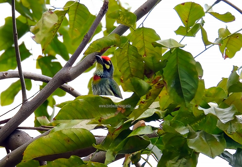 Coppersmith Barbet - ML611969659