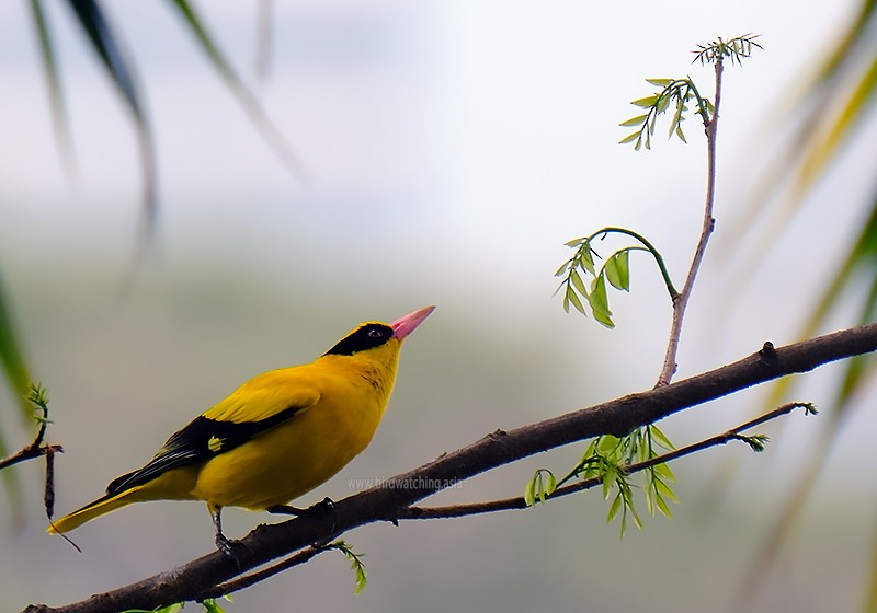 Black-naped Oriole - ML611969668