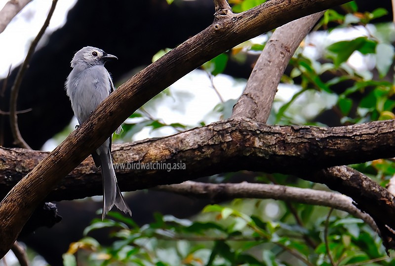 Ashy Drongo - ML611969677