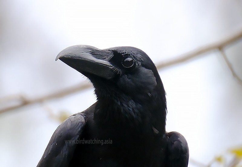 Large-billed Crow - ML611969682
