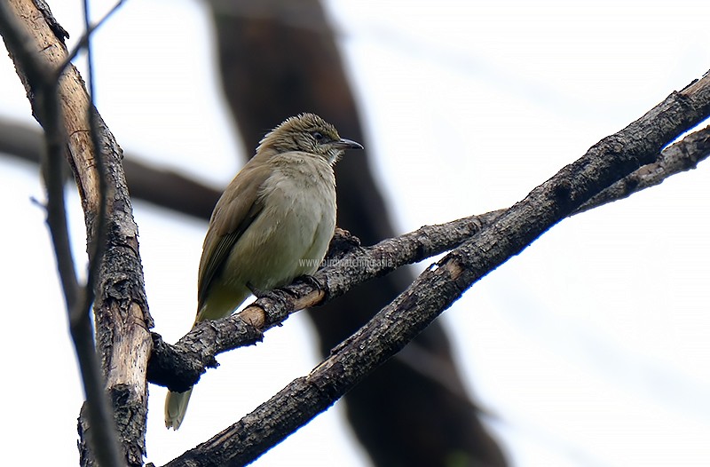 Streak-eared Bulbul - ML611969686