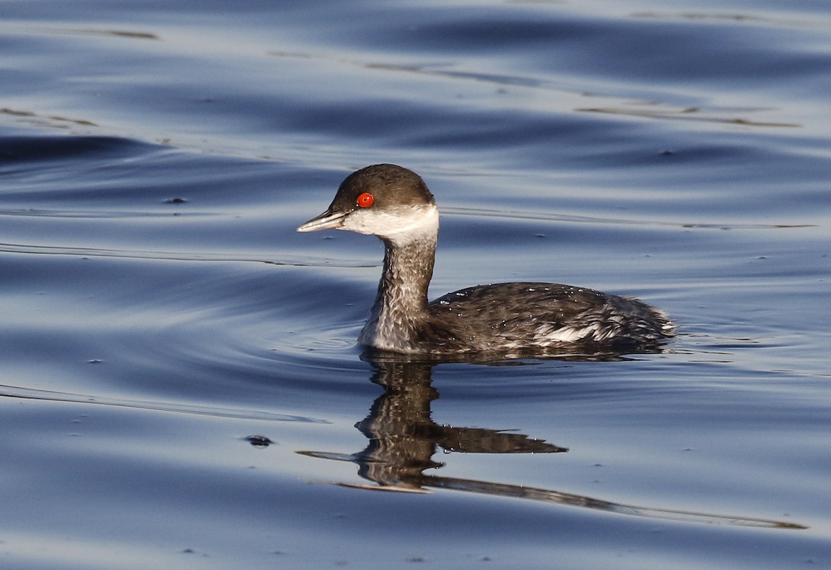 Eared Grebe - ML611969709