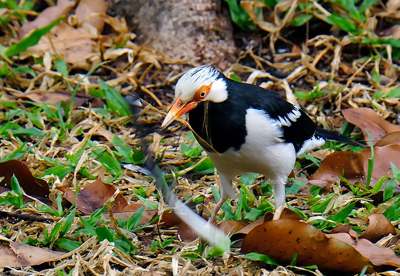 Siamese Pied Starling - ML611969711