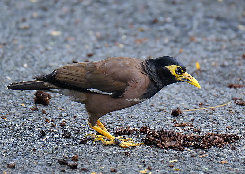 Common Myna - ML611969716