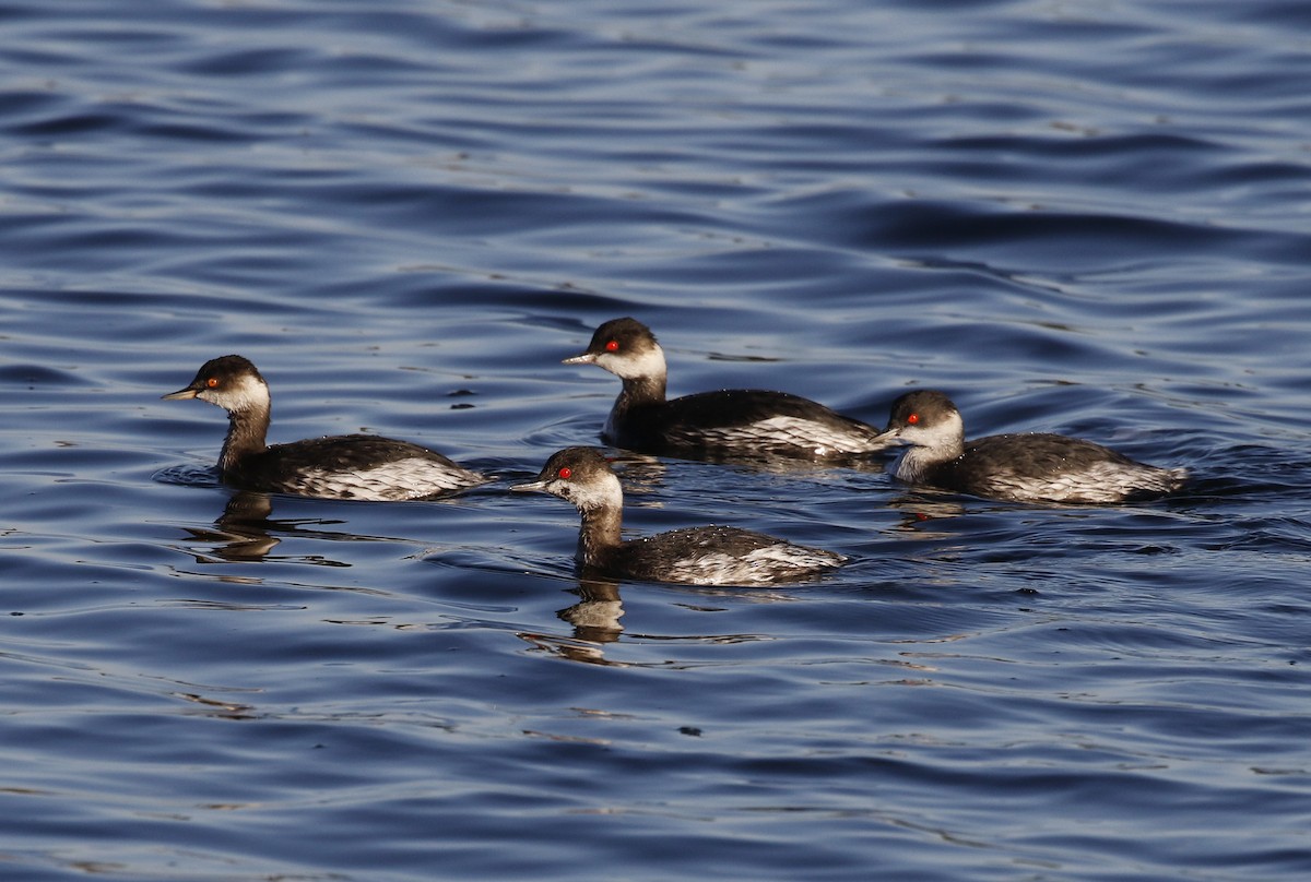 Eared Grebe - ML611969717