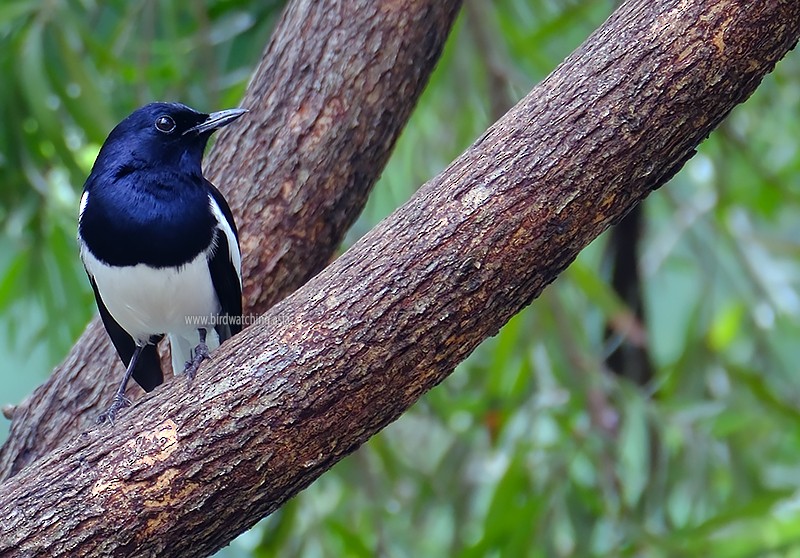 Oriental Magpie-Robin - ML611969725