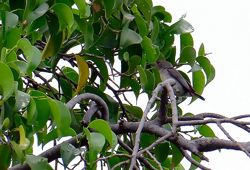 Scarlet-backed Flowerpecker - David Hogan Jr