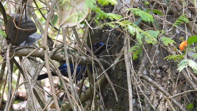 Malabar Whistling-Thrush - ML611969732