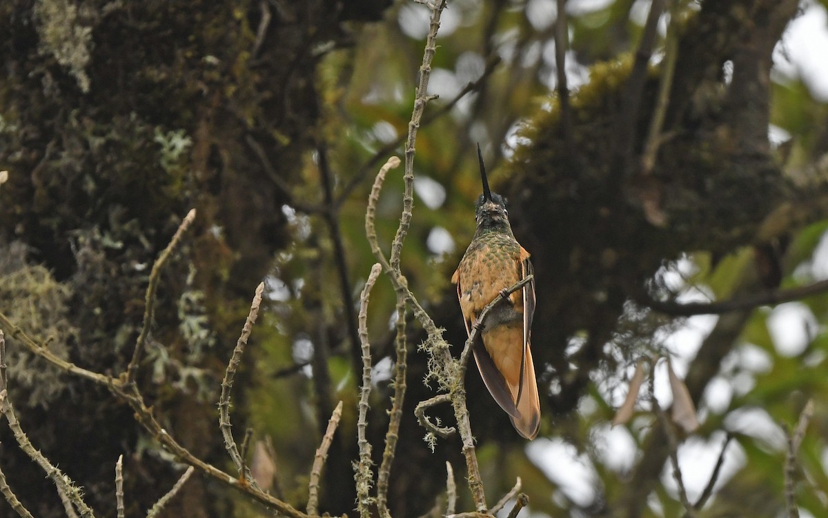 inka fialkovohrdlý (ssp. osculans) - ML611969761