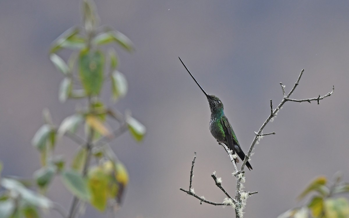 Sword-billed Hummingbird - ML611969766