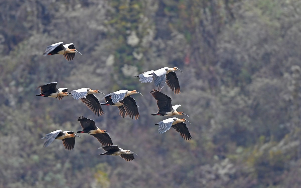 Andean Ibis - ML611969772