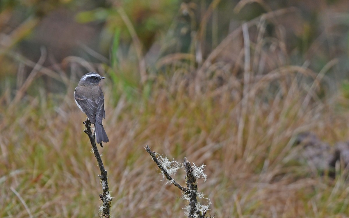 Rufous-breasted Chat-Tyrant - ML611969776