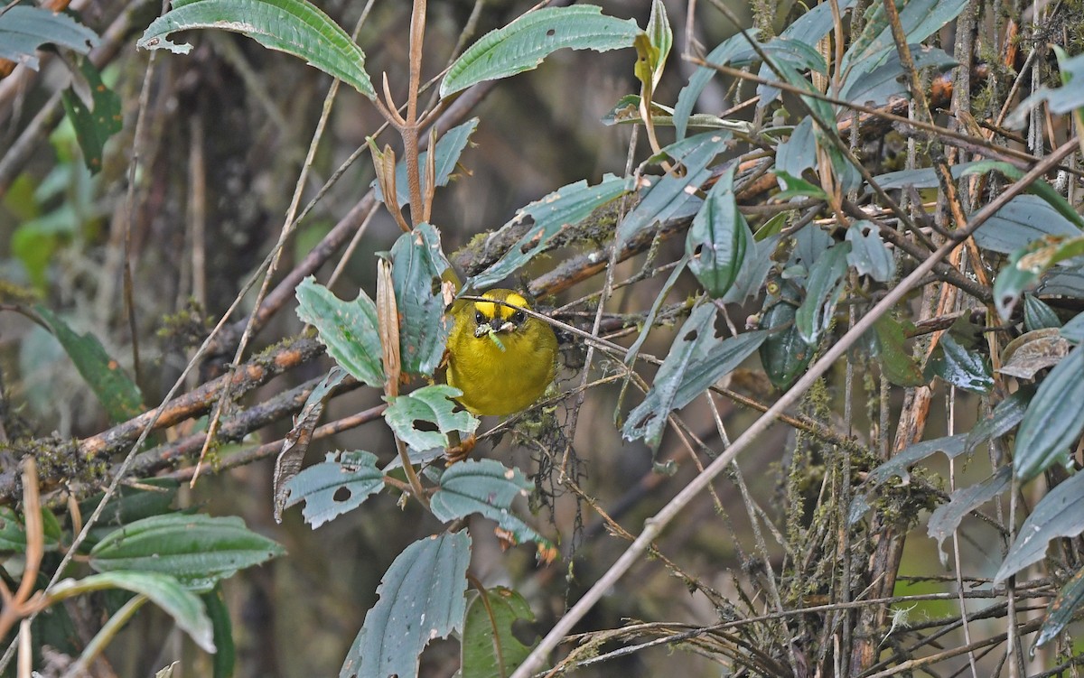 Citrine Warbler (Peruvian) - ML611969779