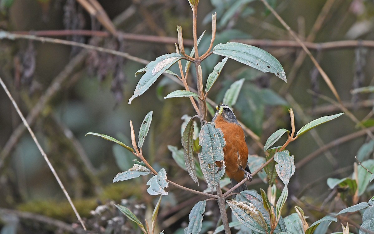 White-browed Conebill - ML611969785