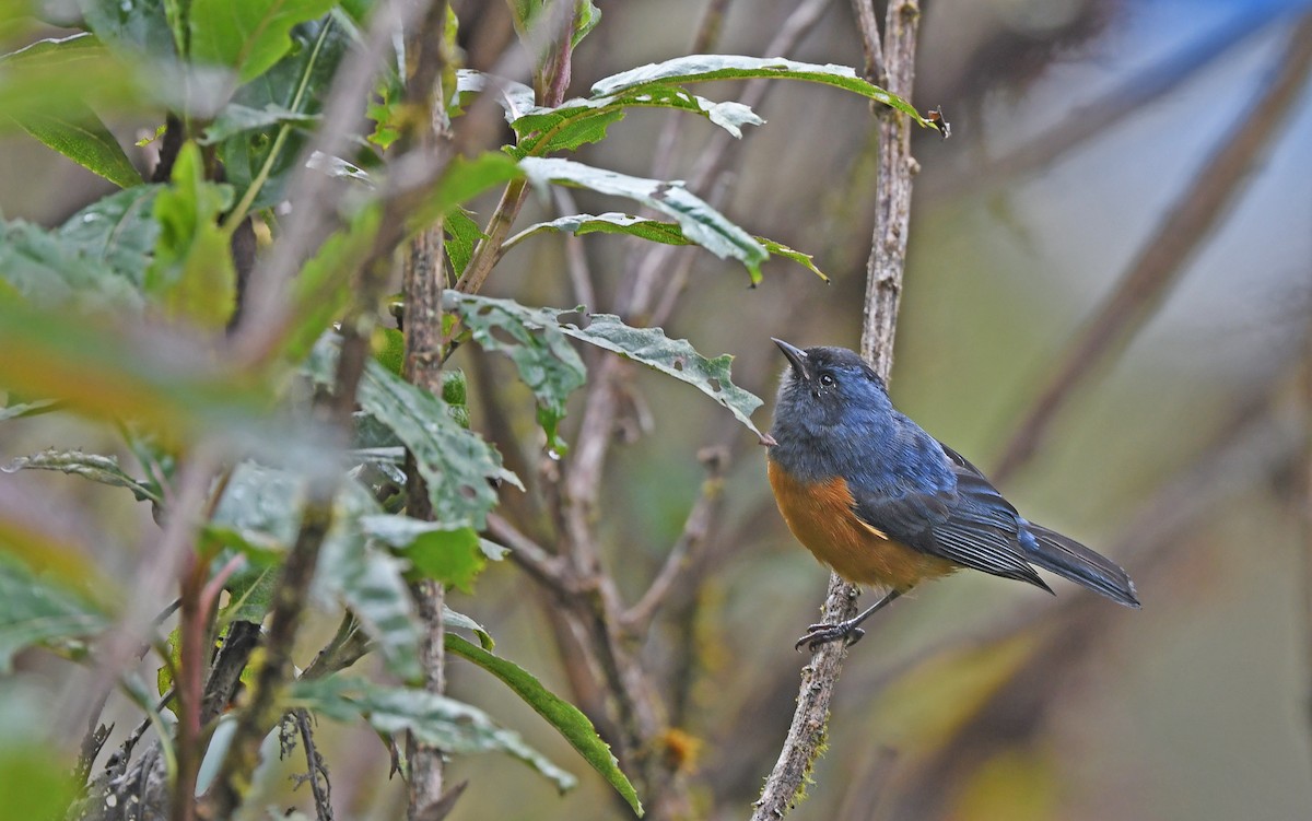 Blue-backed Conebill - ML611969793