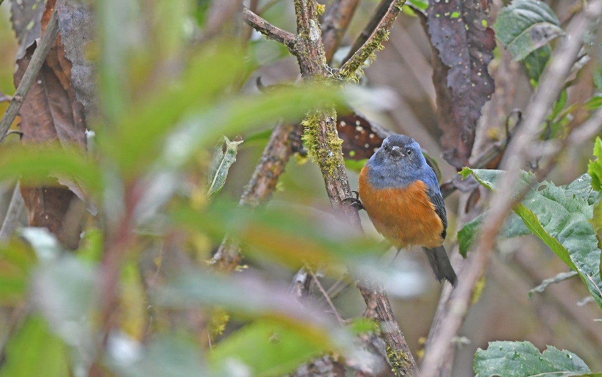 Blue-backed Conebill - ML611969794