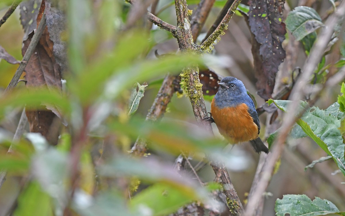 Blue-backed Conebill - ML611969795