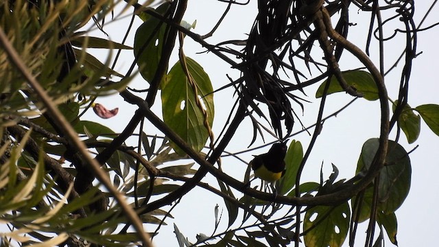 Purple-rumped Sunbird - ML611969812
