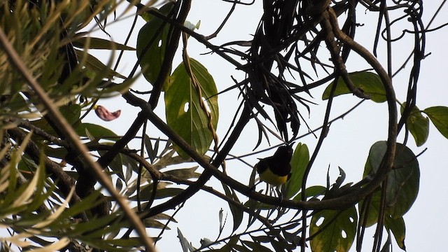 Purple-rumped Sunbird - ML611969812