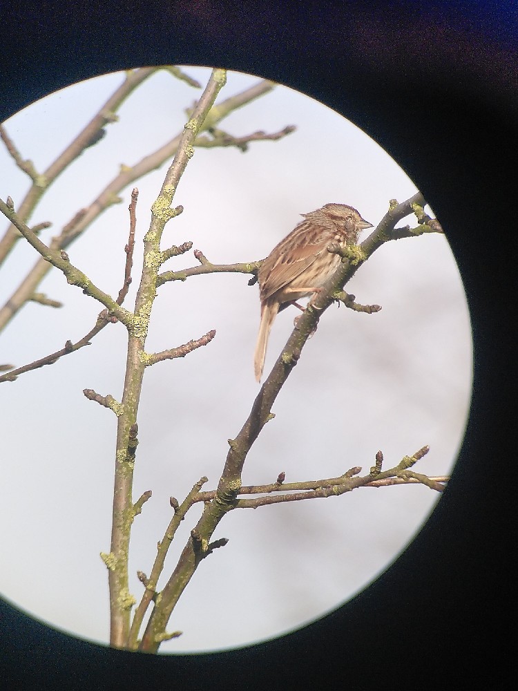 Song Sparrow - ML611969835