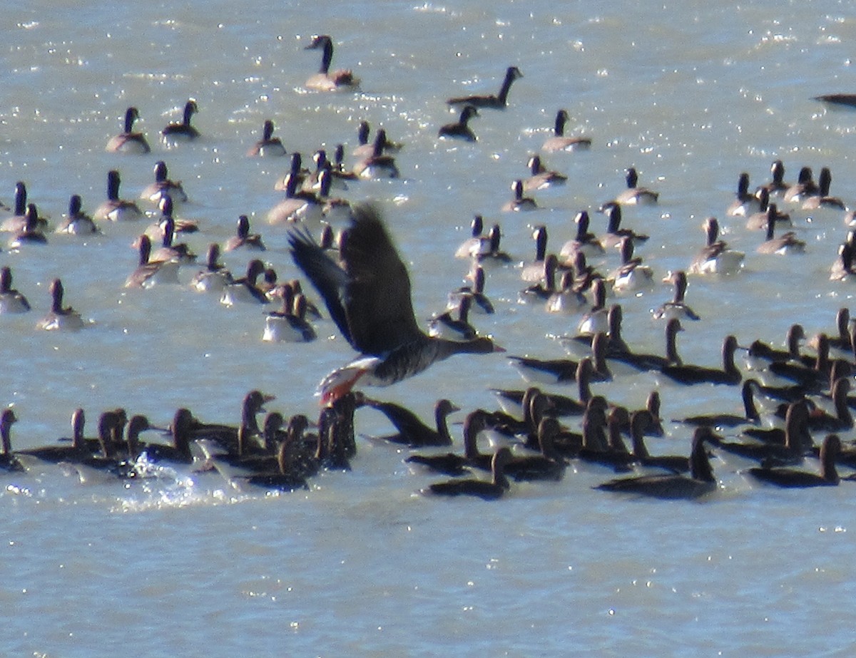 Greater White-fronted Goose - ML611969856