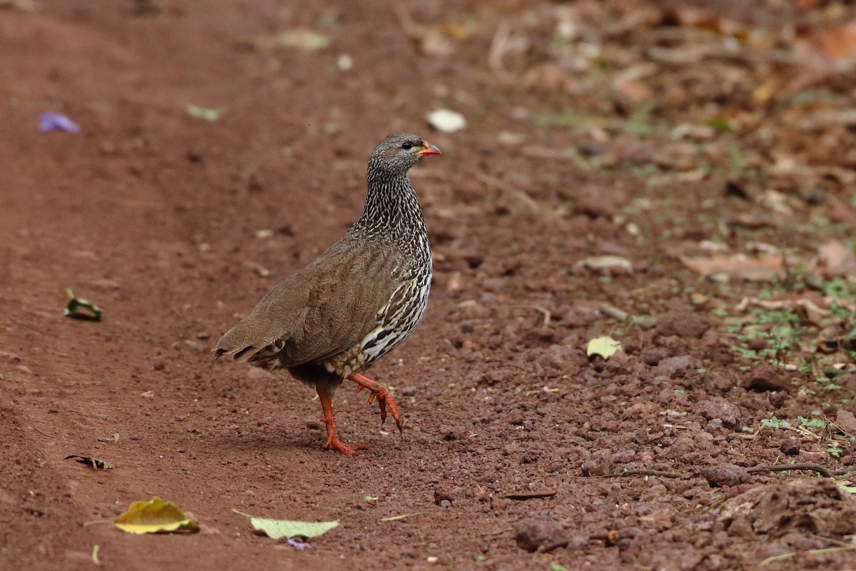 Hildebrandt's Spurfowl - Ohad Sherer