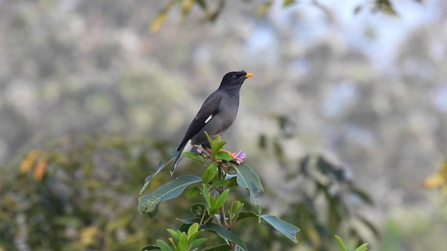 Jungle Myna - ML611969887