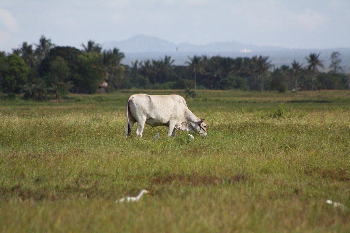 Eastern Cattle-Egret - ML611969985