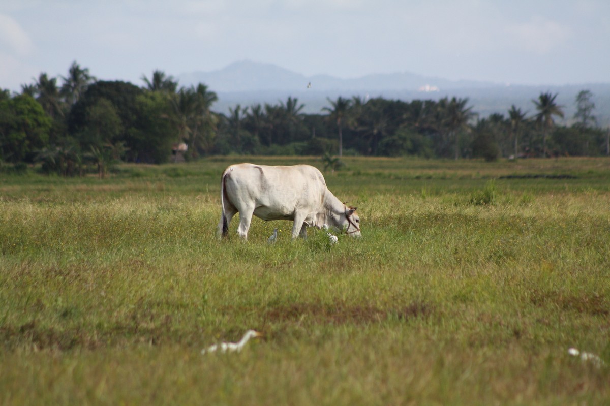 Eastern Cattle Egret - ML611969985