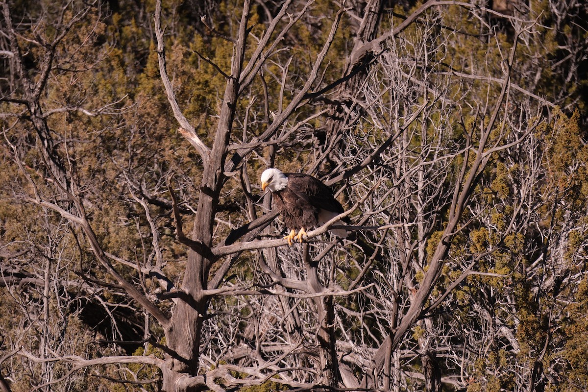 Bald Eagle - ML611969997