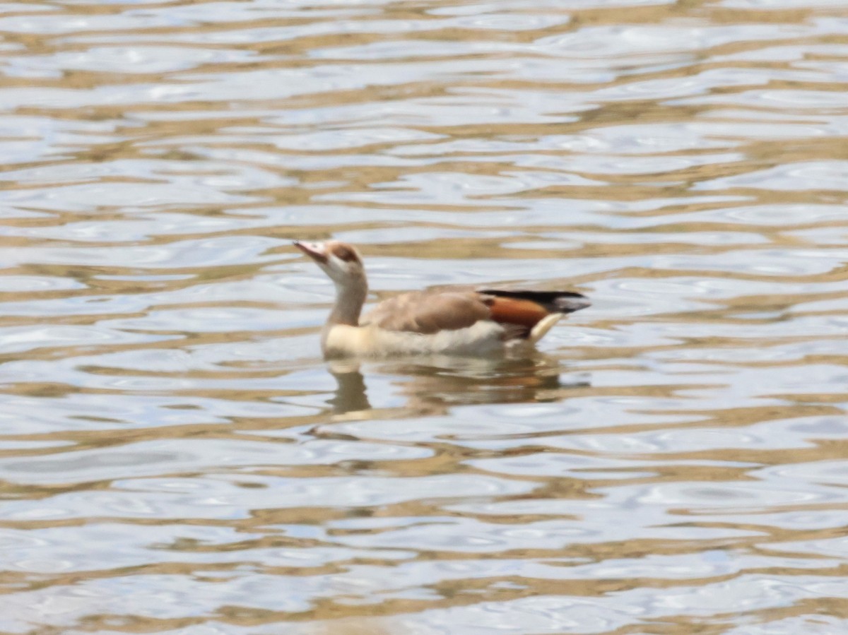 Nilgans - ML611970074