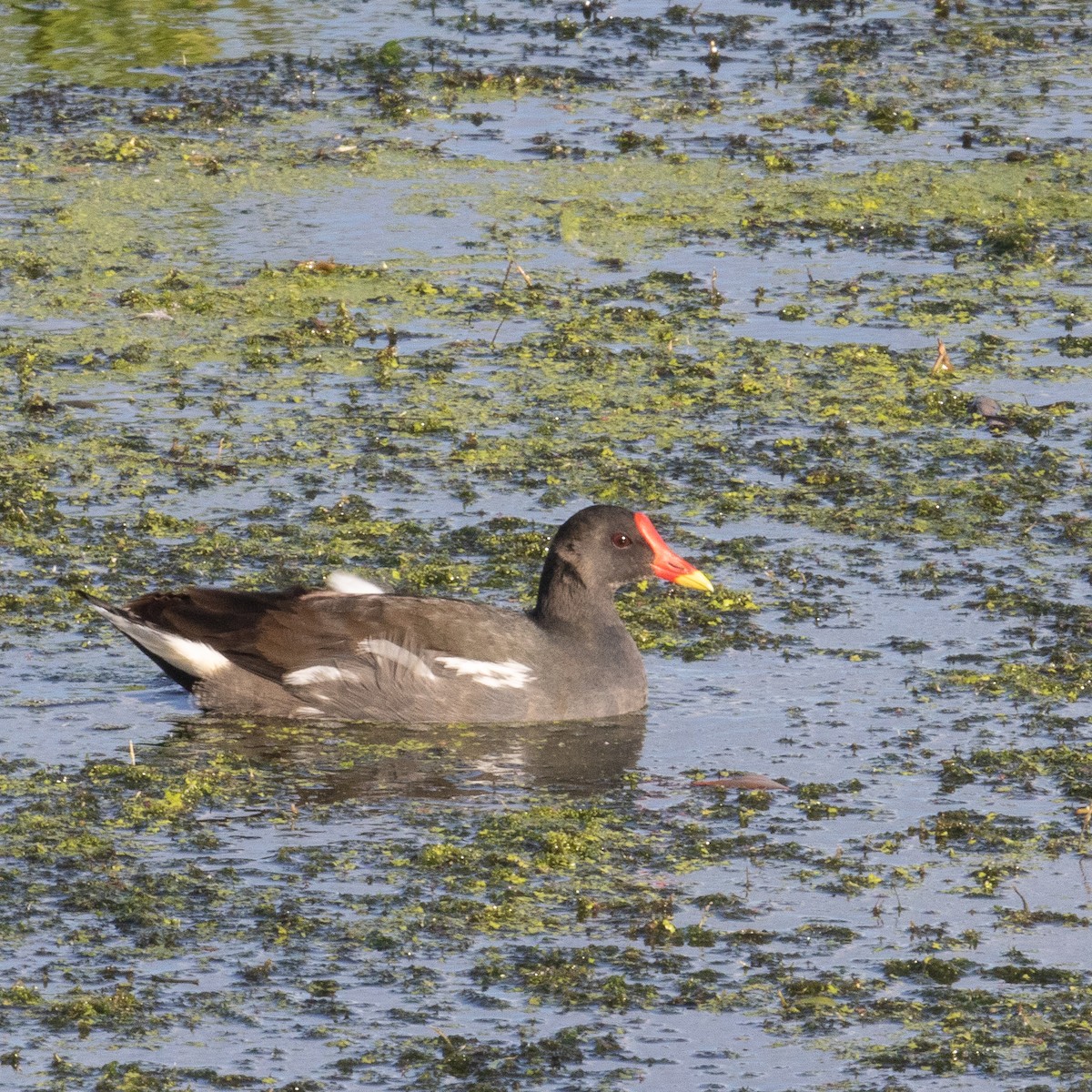 Eurasian Moorhen - ML611970105