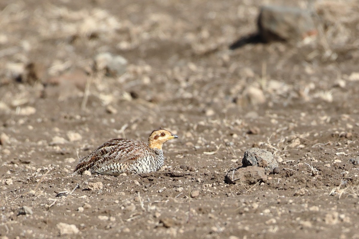 Coqui Francolin (Plain-breasted) - ML611970110