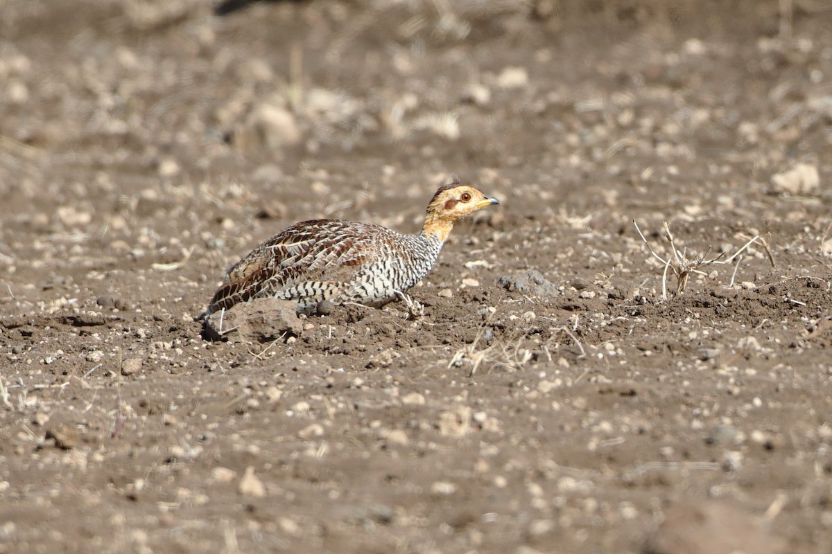 Coqui Francolin (Plain-breasted) - ML611970111