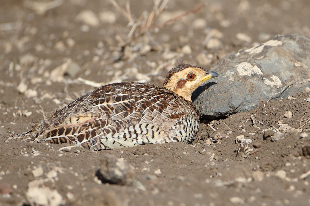 Coqui Francolin (Plain-breasted) - ML611970112