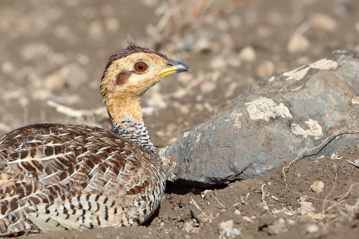 Coqui Francolin (Plain-breasted) - ML611970114